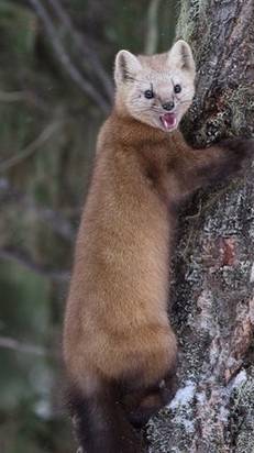 Ведь говорили не раз,что нужно пристёгиваться..😳 😊 👏😅))) ...☺ 😊 🐻😻 😍