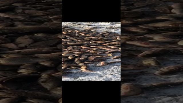 1001958477.mp4