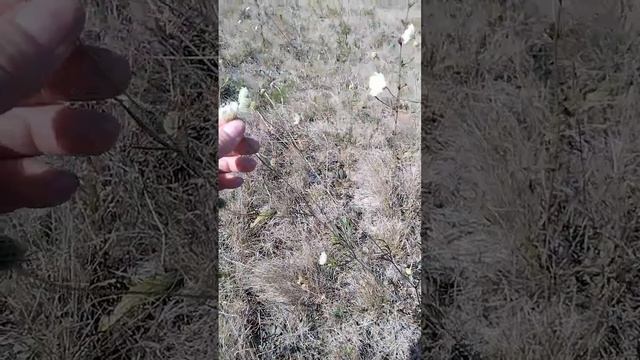травки муравки