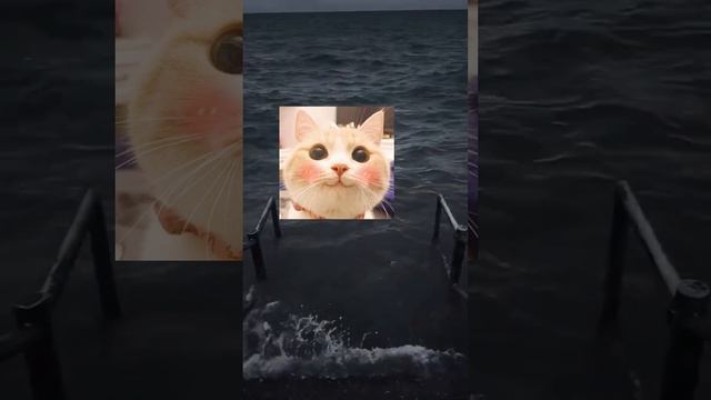 #meme #cat #коты #мемы
