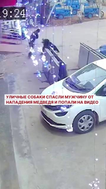 Уличные собаки спасли мужчину от нападения медведя и попали на видео