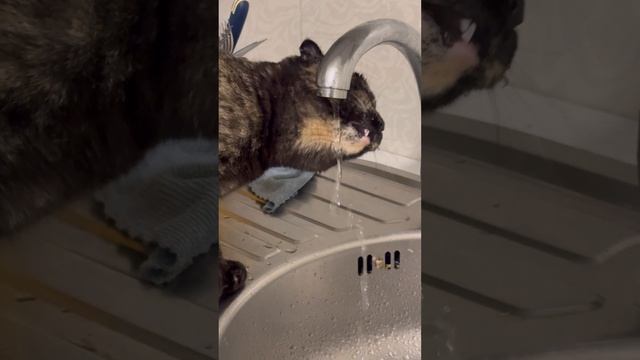 Кошка🤣🤭