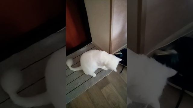 Мартин белый кот охотник.