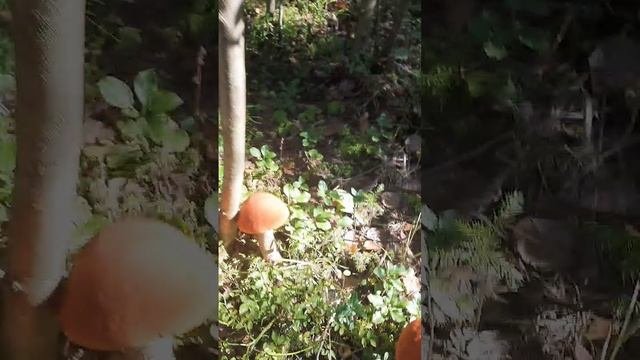 Грибочки #РАДОСТЬ похода в ЛЕС за ГРИБАМИ #тихая охота