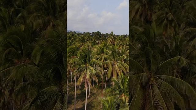 Sunset palm tree forest