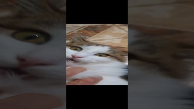 Кот Эрдоган очень любит погрузиться.