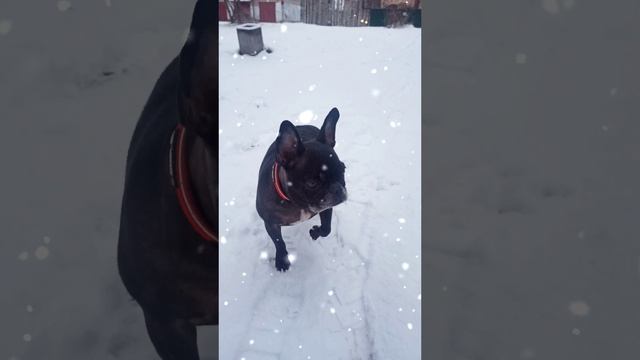 А снег идёт... 🧡