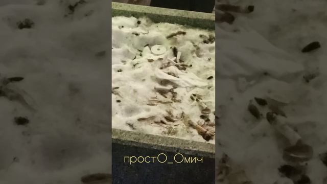 Только в Омске #1 ... #омск