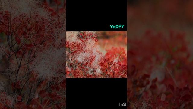 1007100184.mp4