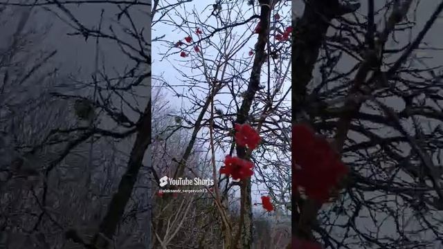 Калина в деревне на каждом шагу