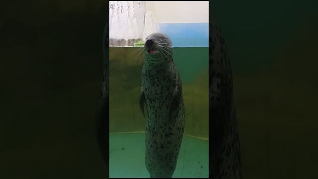 Тюленю жарко