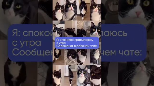 Юмор 🤣Бич современности🙄 во всех чатах 😵💫дурдом🙃