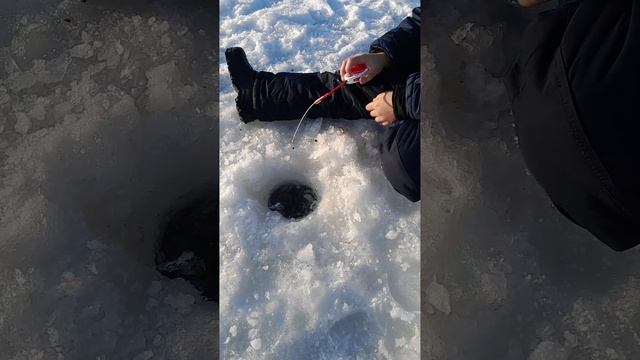 Притаился возле лунки.30.11.2024г.