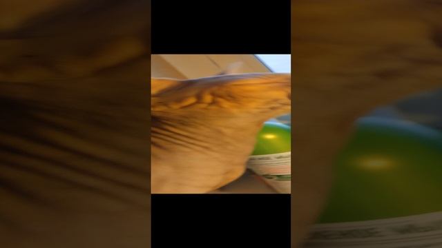 Милаш мурчит