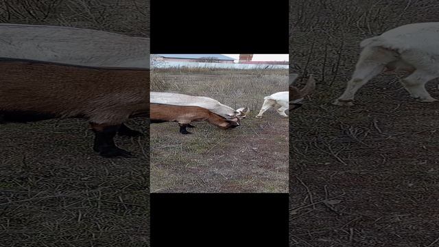 Животные в Деревне