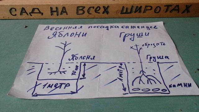 ВЕСЕННЯЯ ПОСАДКА ЯБЛОНИ И ГРУШИ
