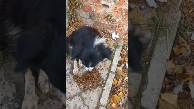 Пёсика обнаружили у обочины в таком виде