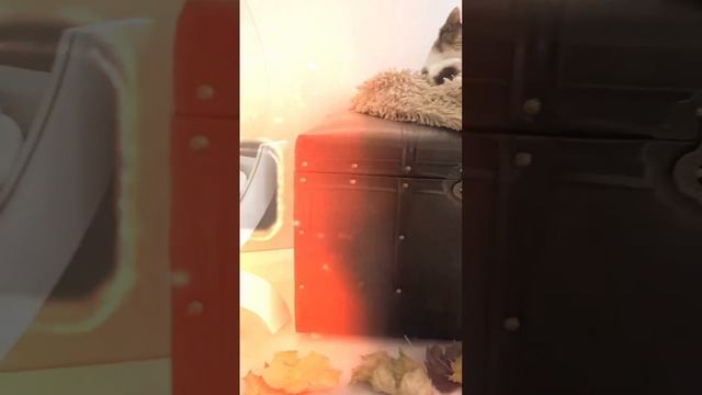 Банкетка из экокожи с пространством для хранения🍂 ссылка для покупки в комментариях⬇️ #мебель #пуф