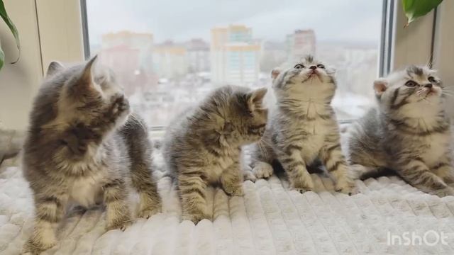 Котята🐱.mp4