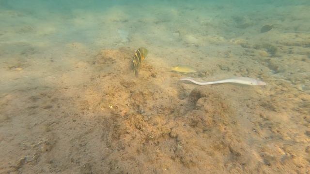 Мурена на мелководье, Красное море, залив Акаба, Египет, Ноябрь 2024