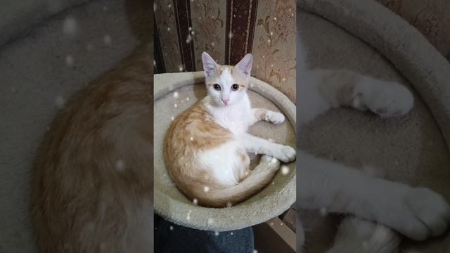 #кошкаЛиза 😺