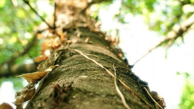 Colibri bri bri con Ju Vieira - Eres luz - Colibri bri bri (1080p, h264, youtube) (1)