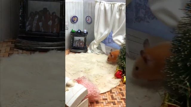 Хомячок и рождество # shorts