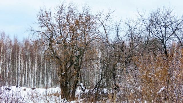 Последний день осени.  В городе и за городом. Кемерово