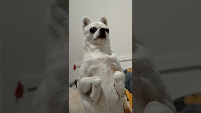 Собы- бобы
