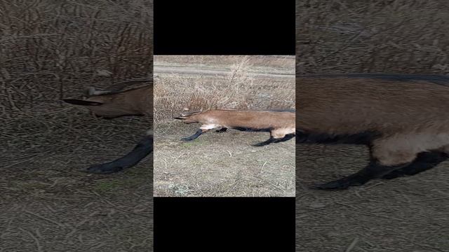 Животные в Деревне