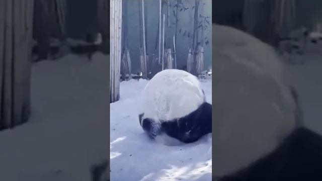ПАНДА и СНЕГ