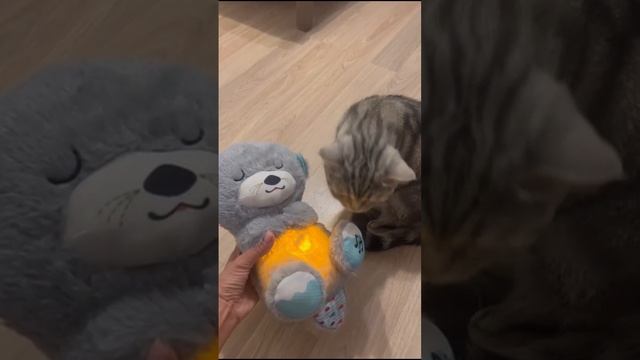 Подарили Иви новую игрушку
