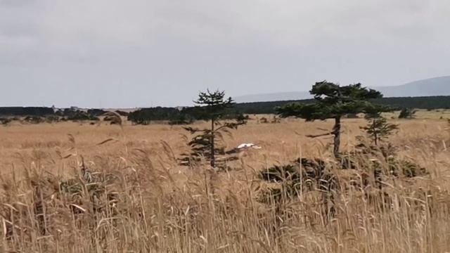 Японские журавли в Серебряных болотах