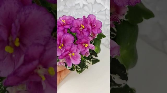 Фиалка ЛЕ-Прага