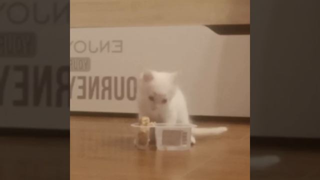 котичка/котенок