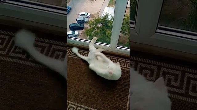 Мартин белый кот кувыркается.