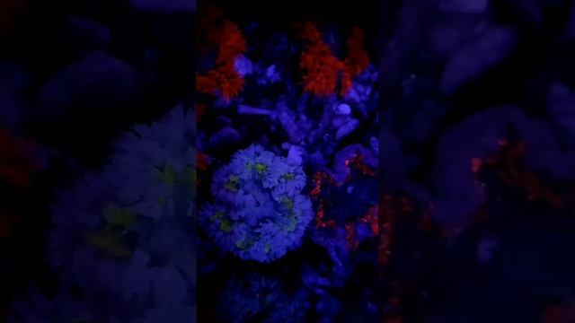 Актиния ультра - цветок.