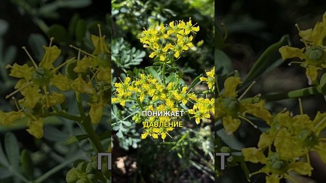 Рута - для глаз, вен и от паразитов