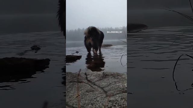 Таинственный Монгольский Банхар
Питомник Золотая Орда