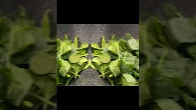 Нежнейшая говядина