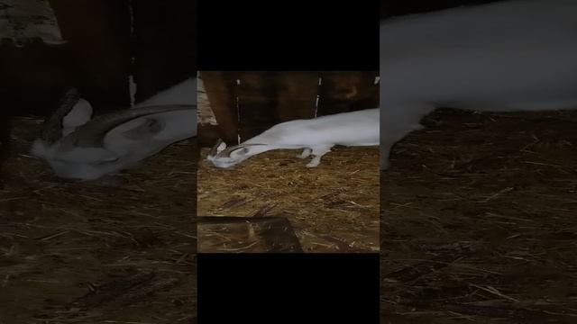 Животные в Деревне