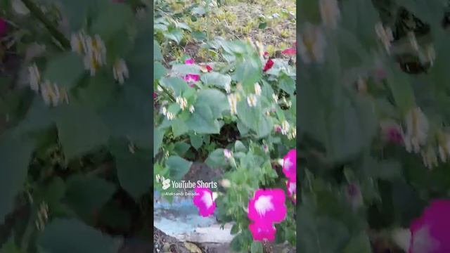 1000034053.mp4Лето.30.11.2024г.