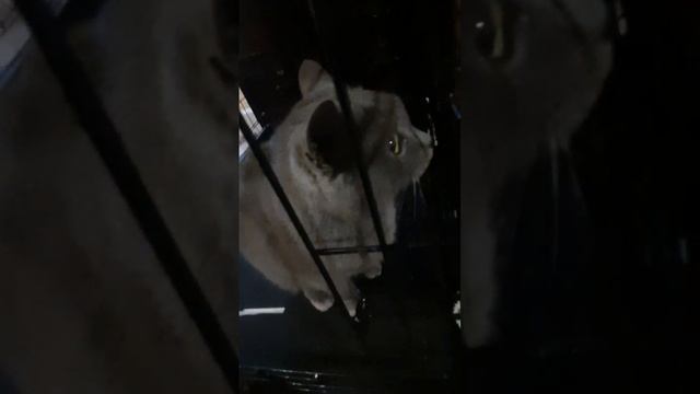 Только что ,съехав с квартиры, нелюди оставили на площадке девятиэтажного дома кошечку. Благо позвон