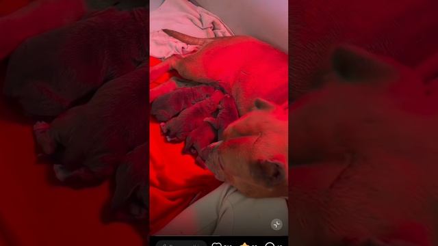 многодетный отец любуется на своих новорожденных детей