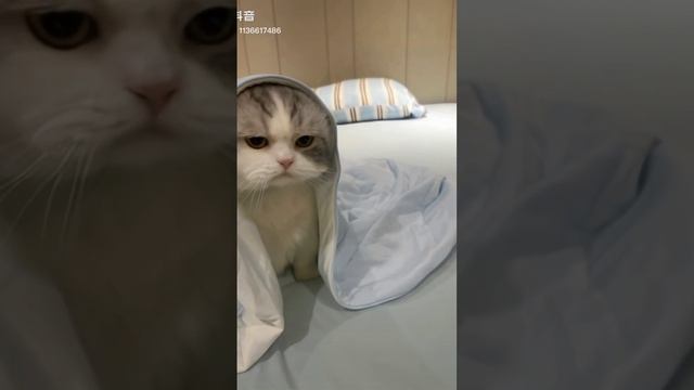 scene_output.mp4
