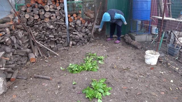 Вино в Сибирь 🍇Делаем гнезда для молодок🐔 Отпуск племяшки  закончился🌴 Остров Самет и домой🤳🤸
