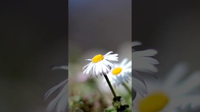 Сторис