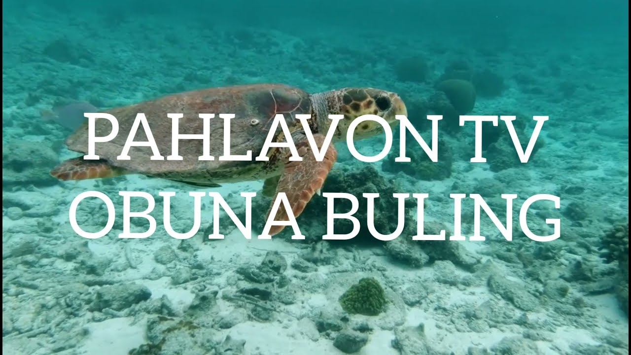 Животных ,,PAHLAVON TV,,