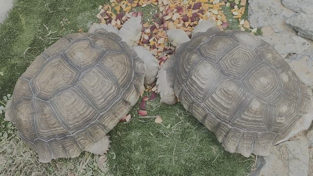 1000017602.mp4