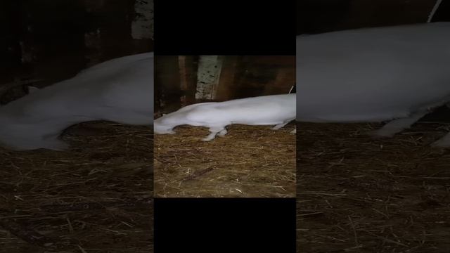 Животные в Деревне